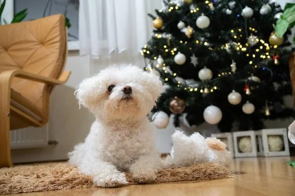 Porträt Eines Weißen Kleinen Hundes Der Nähe Des Weihnachtsbaums — Stockfoto