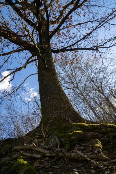 Árboles Bosque Durante Día Soleado Países Bajos —  Fotos de Stock