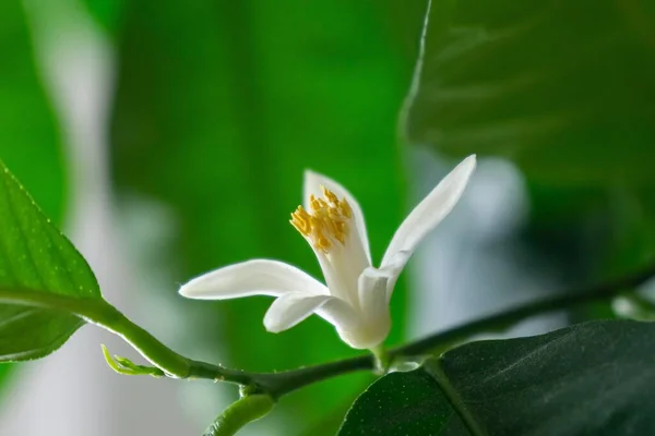 Planta Verde Com Flor Branca — Fotografia de Stock
