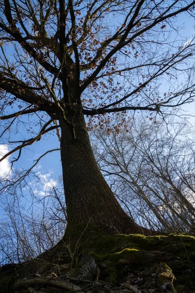 Árboles Bosque Durante Día Soleado Países Bajos —  Fotos de Stock