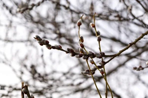 Floração Árvore Primavera Árvore Florescente Eslováquia — Fotografia de Stock