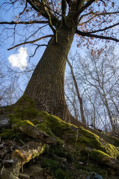 Árboles Bosque Durante Día Soleado Países Bajos —  Fotos de Stock