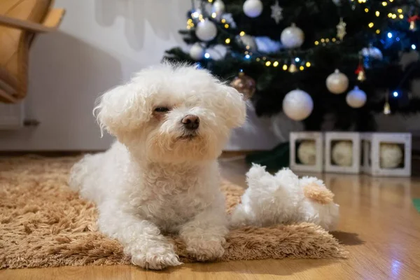 Retrato Cão Pequeno Branco Perto Árvore Natal — Fotografia de Stock