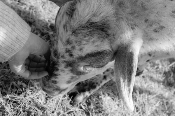 Vriendelijke Schapen Uit Kudde Knuffelend Met Hand Van Vrouw Het — Stockfoto