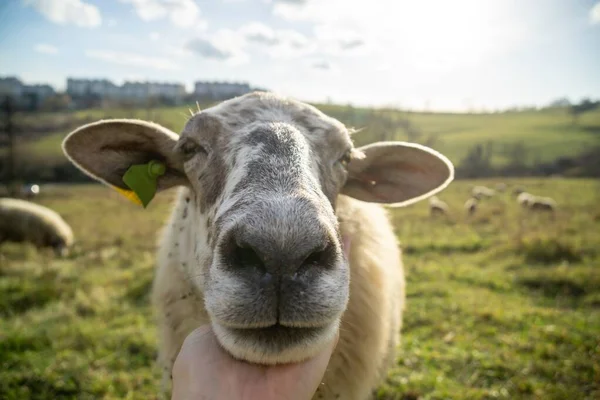 Vriendelijke Schapen Uit Kudde Knuffelend Met Hand Van Vrouw Het — Stockfoto