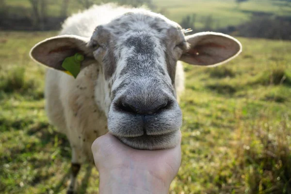 Przyjazne Owce Stada Tulące Się Kobiecą Ręką Łące Słowacja — Zdjęcie stockowe