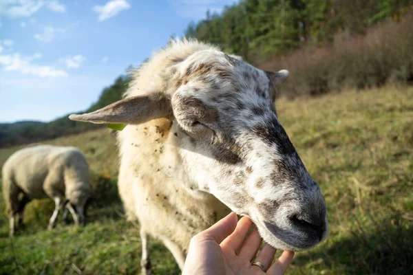 Дружелюбні Вівці Стада Обіймаються Жіночою Рукою Лузі Словаччина — стокове фото