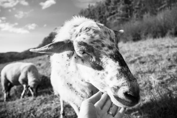 Дружелюбные Овцы Стада Обнимаются Женской Рукой Лугу Словакия — стоковое фото