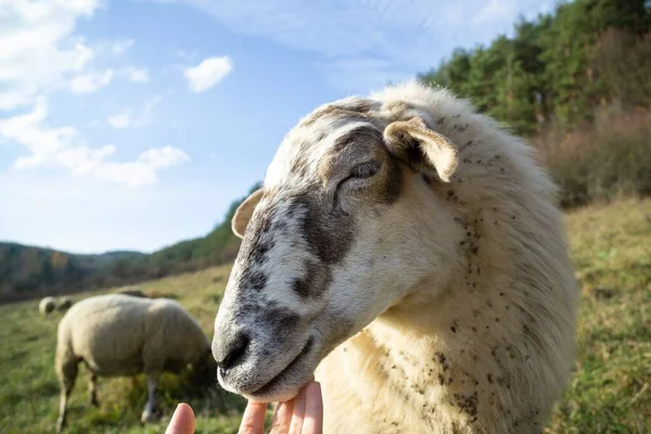 Vriendelijke Schapen Uit Kudde Knuffelend Met Hand Van Vrouw Het — Stockfoto