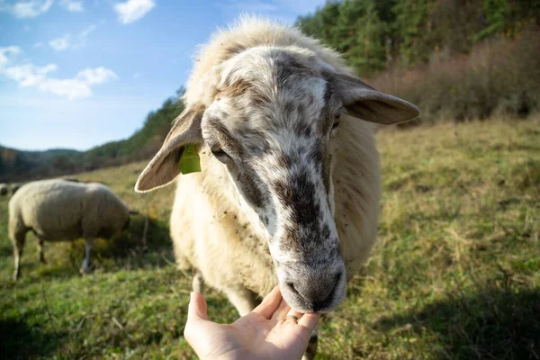 Sürünün Dost Canlısı Koyunları Çayırda Kadının Eliyle Sarılıyorlar Slovakya — Stok fotoğraf