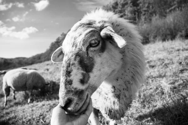 Vriendelijke Schapen Uit Kudde Knuffelend Met Hand Van Vrouw Het — Stockfoto