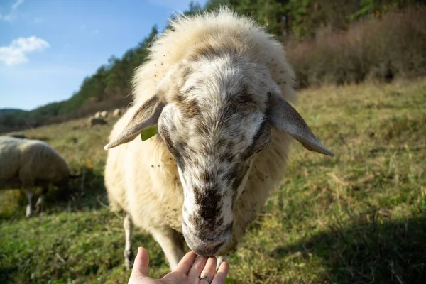 Sürünün Dost Canlısı Koyunları Çayırda Kadının Eliyle Sarılıyorlar Slovakya — Stok fotoğraf