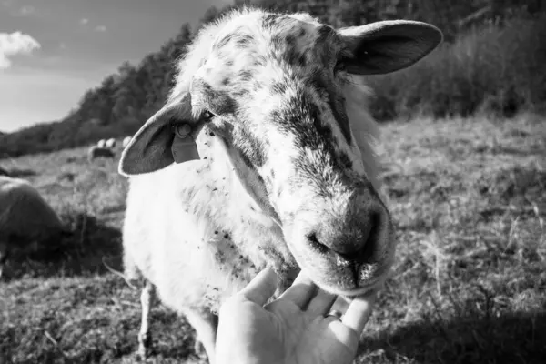 Przyjazne Owce Stada Tulące Się Kobiecą Ręką Łące Słowacja — Zdjęcie stockowe