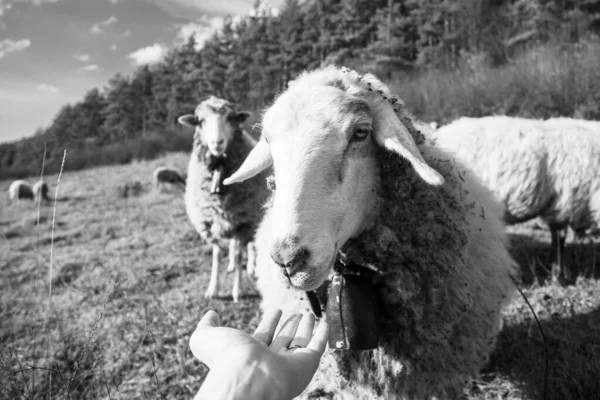 Friendly Sheep Herd Cuddling Woman Hand Meadow Slovakia — Stock Photo, Image