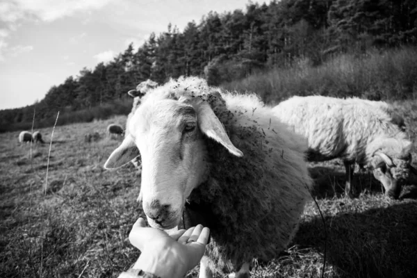 牧群中友善的羊群在草地上抱着女人的手 斯洛伐克 — 图库照片
