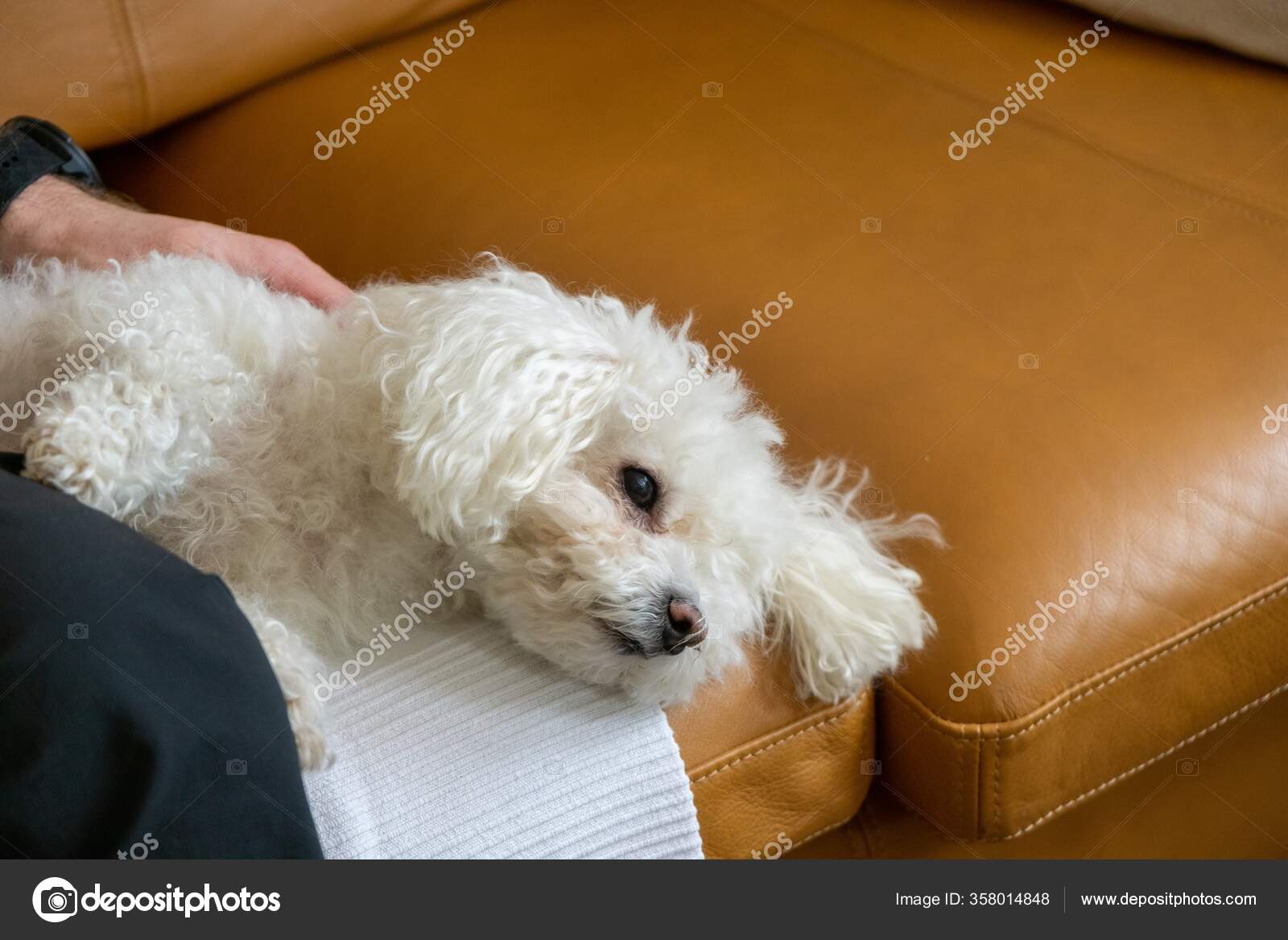 Ower White Small Dog Home — Stock Photo © valalolo 358014848
