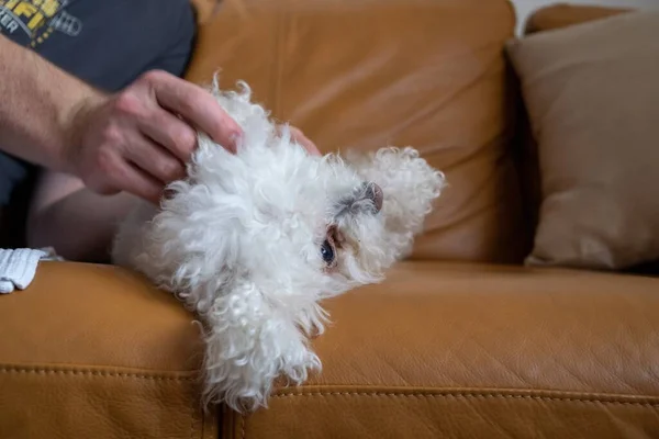 Ower Com Pequeno Cão Branco Casa — Fotografia de Stock