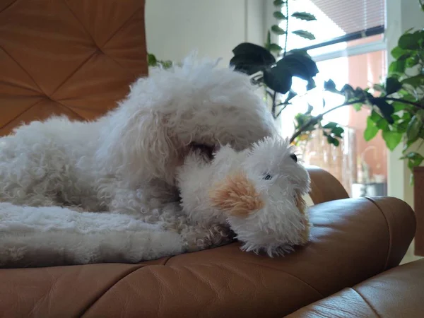 Портрет Білої Маленької Собаки Іграшкою Вдома — стокове фото