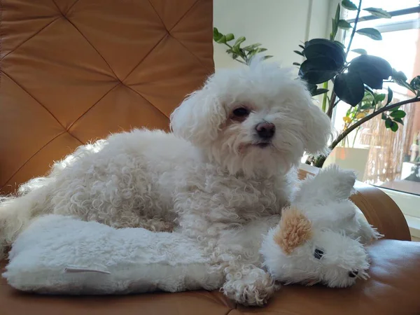 Retrato Cão Pequeno Branco Com Brinquedo Casa — Fotografia de Stock