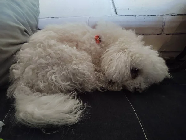 Retrato Perro Pequeño Blanco Casa — Foto de Stock