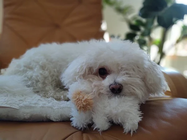 Porträtt Vit Liten Hund Med Leksak Hemma — Stockfoto