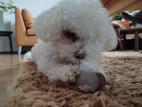 Retrato Perro Pequeño Blanco Con Juguete Casa — Foto de Stock