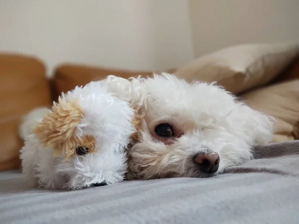 Porträt Eines Weißen Kleinen Hundes Mit Spielzeug Hause — Stockfoto