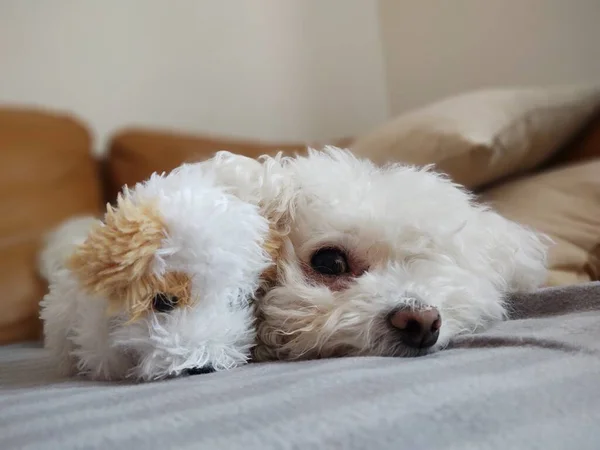 Portret Van Witte Kleine Hond Met Speelgoed Thuis — Stockfoto