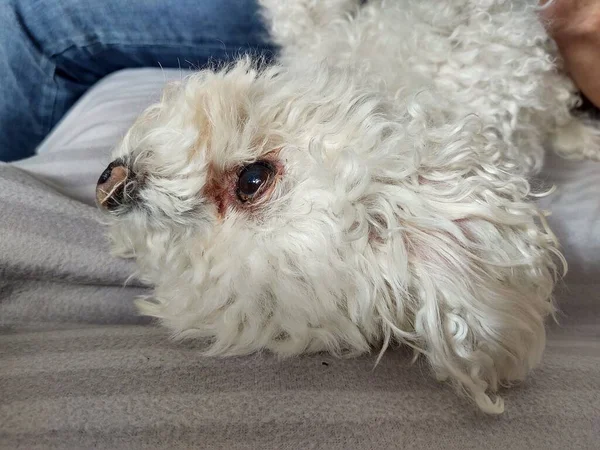 Ower Com Pequeno Cão Branco Casa — Fotografia de Stock