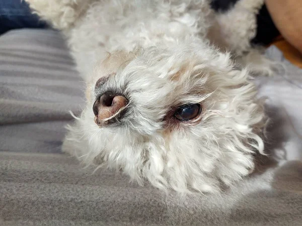 Ower Com Pequeno Cão Branco Casa — Fotografia de Stock