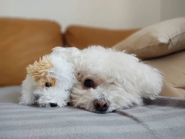 Porträt Eines Weißen Kleinen Hundes Mit Spielzeug Hause — Stockfoto