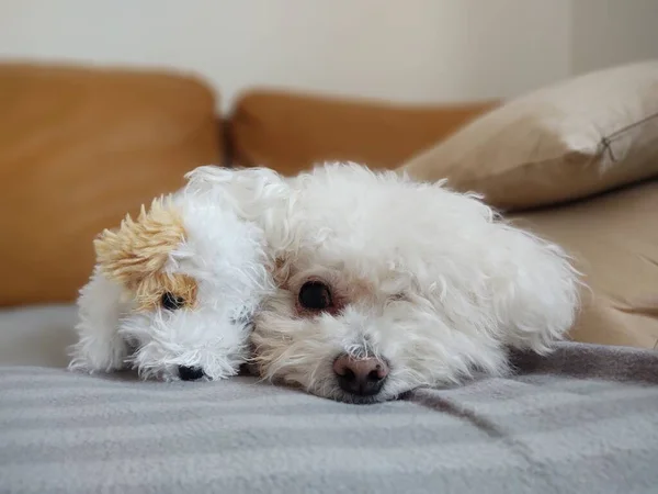 Portret Van Witte Kleine Hond Met Speelgoed Thuis — Stockfoto