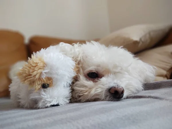 Portret Van Witte Kleine Hond Met Speelgoed Thuis — Stockfoto