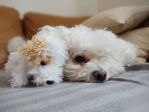 Portret Van Witte Kleine Hond Met Speelgoed Thuis — Stockfoto