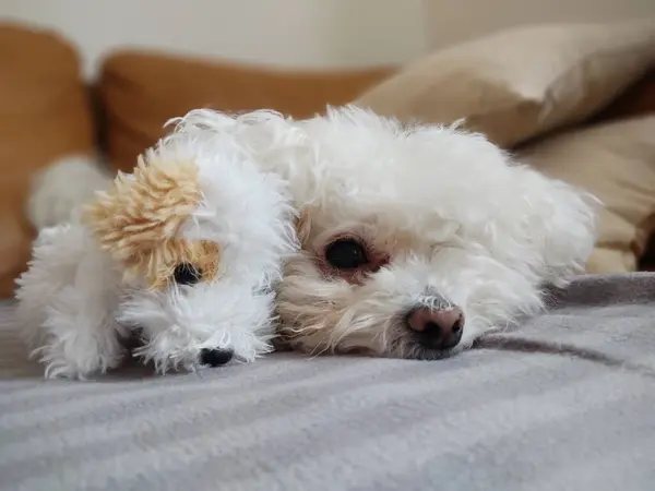 Evde Oyuncağı Olan Beyaz Bir Köpeğin Portresi — Stok fotoğraf