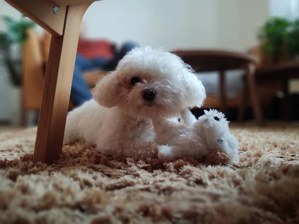 Retrato Cão Pequeno Branco Com Brinquedo Casa — Fotografia de Stock