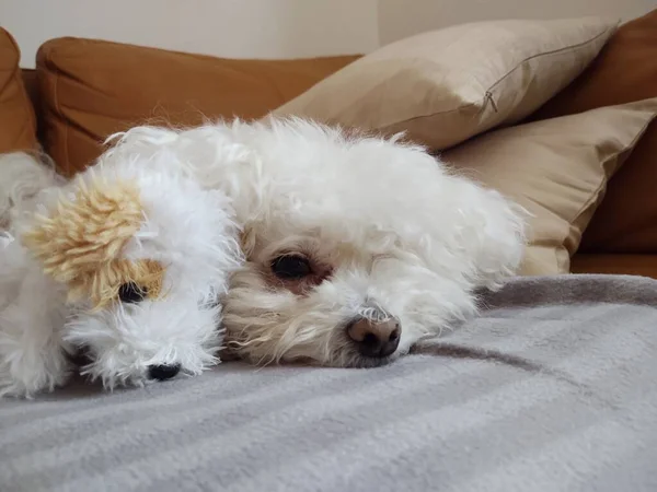 Portret Van Witte Kleine Hond Met Speelgoed Thuis — Stockfoto