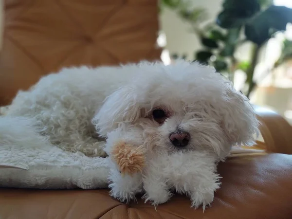 Portrait White Small Dog Toy Home — Stock Photo, Image