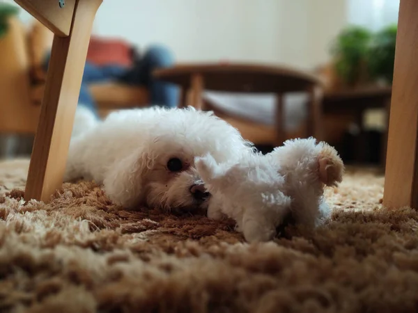 Porträtt Vit Liten Hund Med Leksak Hemma — Stockfoto