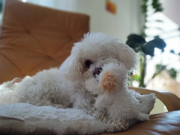 Retrato Perro Pequeño Blanco Con Juguete Casa — Foto de Stock