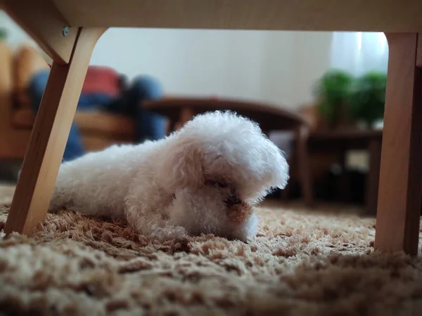 Retrato Cão Pequeno Branco Com Brinquedo Casa — Fotografia de Stock