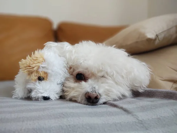 Portret Van Witte Kleine Hond Met Speelgoed Thuis — Stockfoto