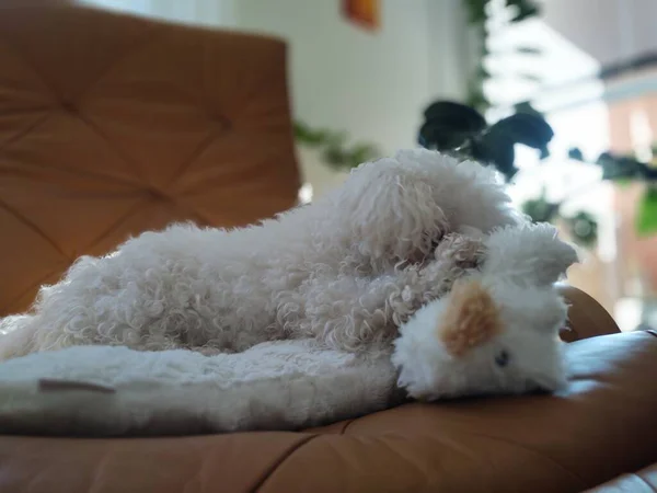 Retrato Perro Pequeño Blanco Con Juguete Casa —  Fotos de Stock