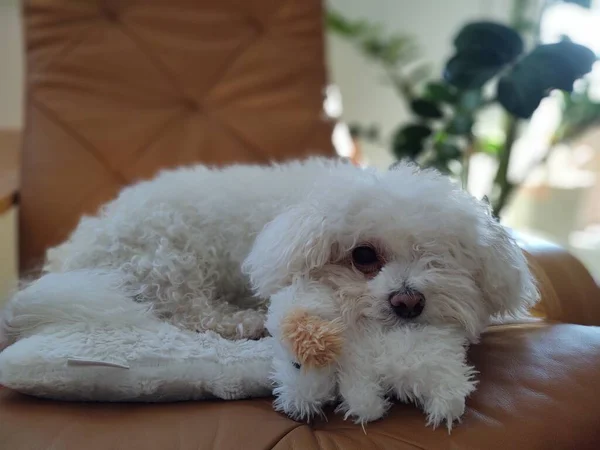 Portrait Petit Chien Blanc Avec Jouet Maison — Photo