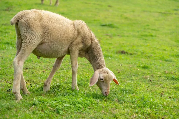 Corderos Comiendo Hierba Granja República Checa — Foto de Stock