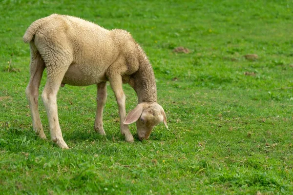 Agneaux Mangeant Herbe Ferme République Tchèque — Photo