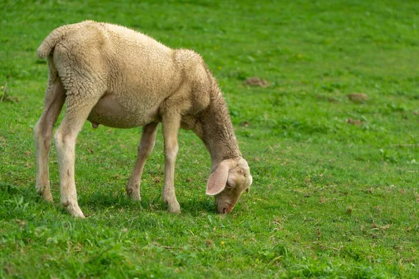 Agneaux Mangeant Herbe Ferme République Tchèque — Photo