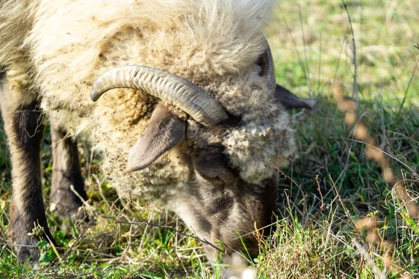 Mutton head with horns eating grass on the meadow. Slovakia