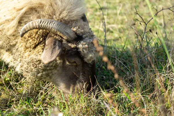 Mutton Head Horns Eating Grass Meadow Slovakia — Stock Photo, Image