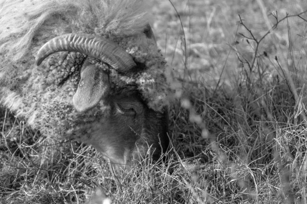 Mutton head with horns eating grass on the meadow. Slovakia